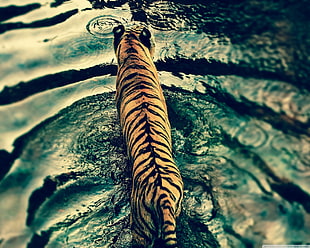 orange and black tiger, animals, tiger, water