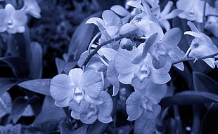 grey scale photography of orchids HD wallpaper