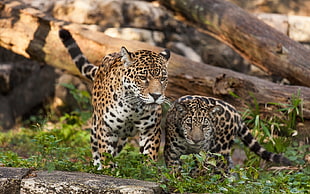 brown and black leopard print textile, leopard (animal), leopard, animals