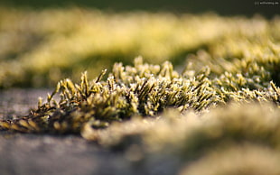 selective focus photo of green grass
