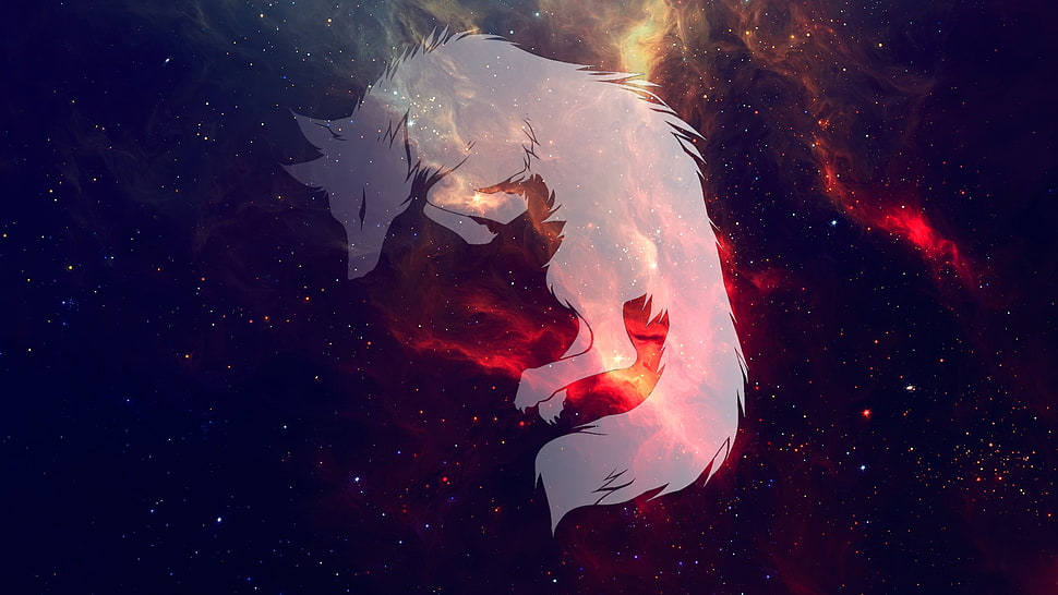 white fox wallpaper HD wallpaper