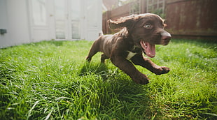 chocolate Labrador retriever puppy running on green grass lawn