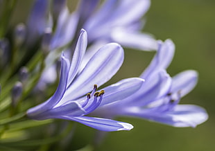 purple lavander flower