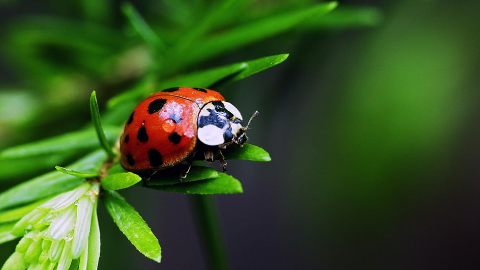 macro photography of ladybug on green leaf during daytime HD wallpaper