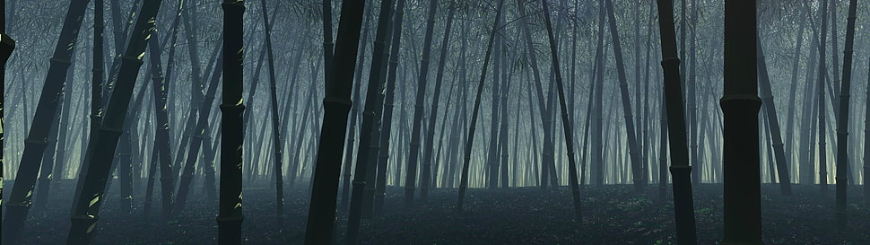 forest digital wallpaper HD wallpaper