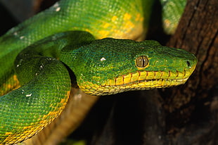 green and yellow snake closeup photo
