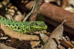 green lizard, Lizard, Leaves, Reptile