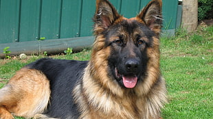 closeup photo of adult black and tan German Shepherd