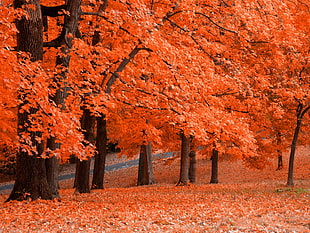 red maple trees forest, landscape, fall