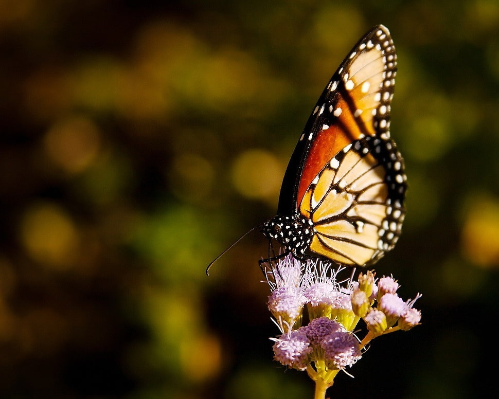 tilt-shift photography of brown and red moth perch on purple flower HD wallpaper