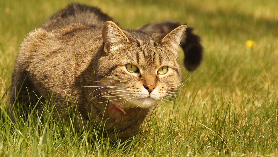 brown tabby cat, cat, green HD wallpaper