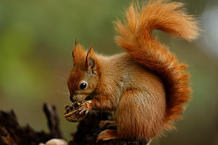 brown Squirrel eating brown nut