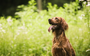 long-coat brown dog on grassy field HD wallpaper