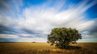 green leave tree under white cloudy sky during daytime