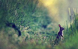 rabbit selective focus photograph HD wallpaper
