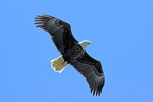 black eagle flying during daytime, beach park HD wallpaper