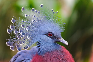blue and red feathered bird