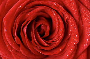 red rose HD wallpaper
