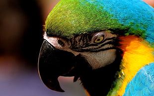 Scarlet macaw bird photo HD wallpaper