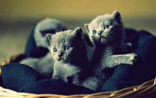 photo of two short-fur gren kittens on black blanket