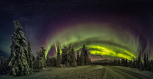 green trees, nature, landscape, Finland, aurorae HD wallpaper