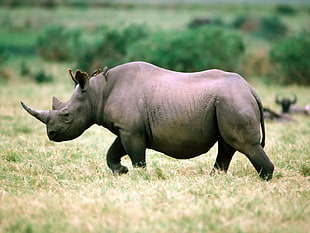 depth of field photography of a Rhinoceros HD wallpaper