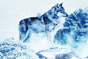 black wolf, Wolf, Photoshop, Predator HD wallpaper
