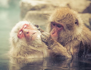 two primate in calm body of water HD wallpaper