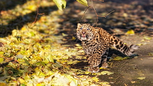 photo of brown and black leopard cub on gray soil