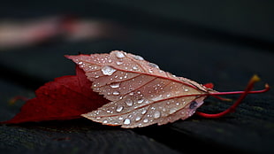 close-up photo of red leaf with dew