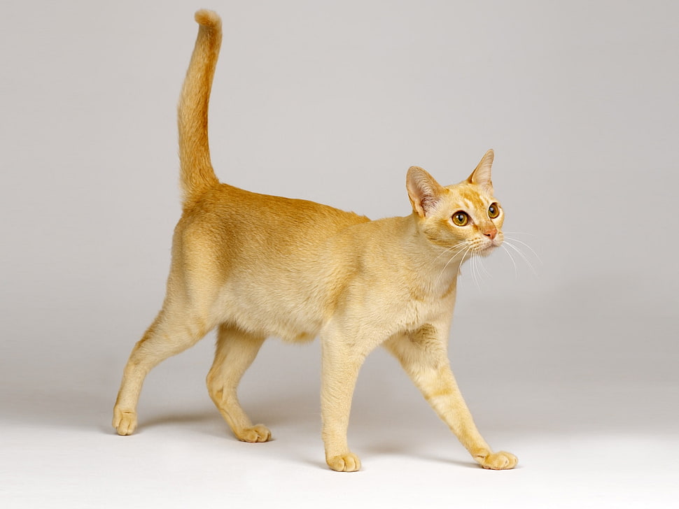 orange tabby cat near white surface HD wallpaper