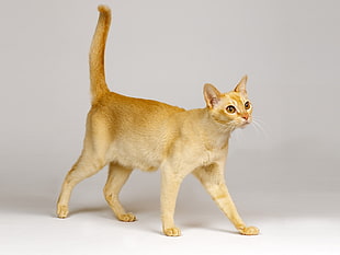 orange tabby cat near white surface