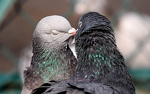 pair of pigeons