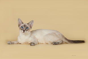 photo of Siamese cat HD wallpaper