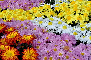 red, yellow, white and purple Daisy arrangement