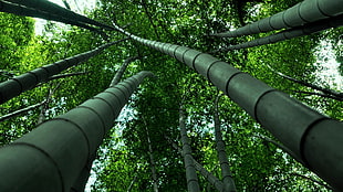 bamboo tree HD wallpaper