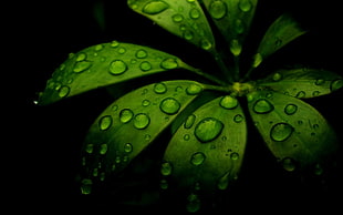 green leaf with dew drop close up photography