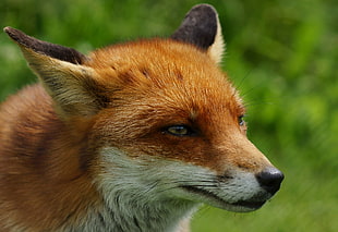 closeup photography of brown and white fox, flo
