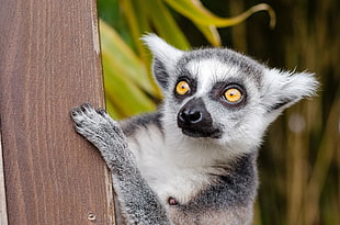 white and black lemur