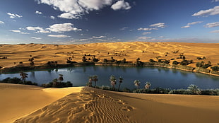 trees on desert near lake, landscape, desert, oasis, oases HD wallpaper