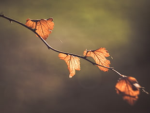 selective photo of brown leaves