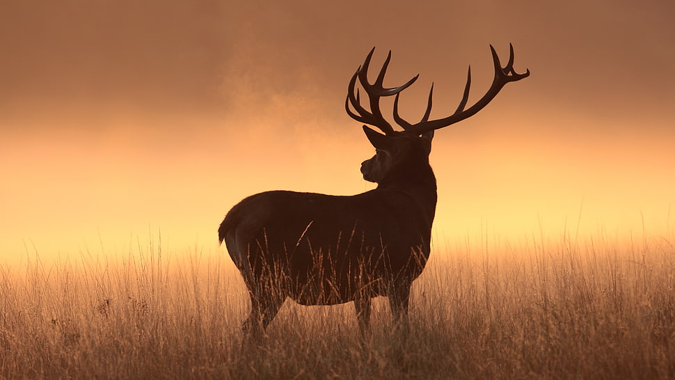 silhouette of deer on grass HD wallpaper