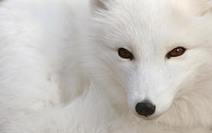 close up photo of white fox