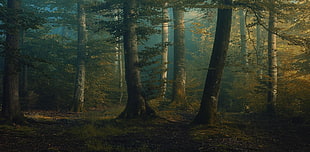 green forest landscape photography HD wallpaper