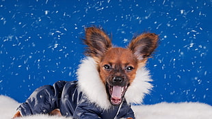 short-coated tan dog during winter time photo