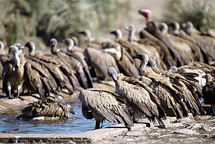 flocks of Turkey