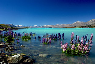 purple petaled flowers at the calm body of the sea with brown as background, lupins