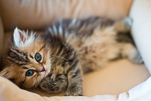 gray Tabby kitten HD wallpaper