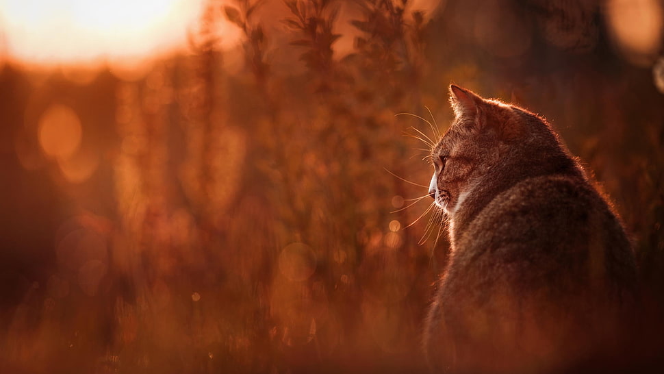 gray cat, animals, cat HD wallpaper