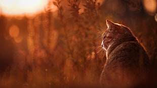 gray cat, animals, cat HD wallpaper